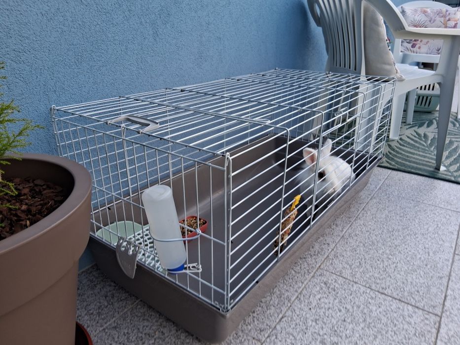 Coelha para venda