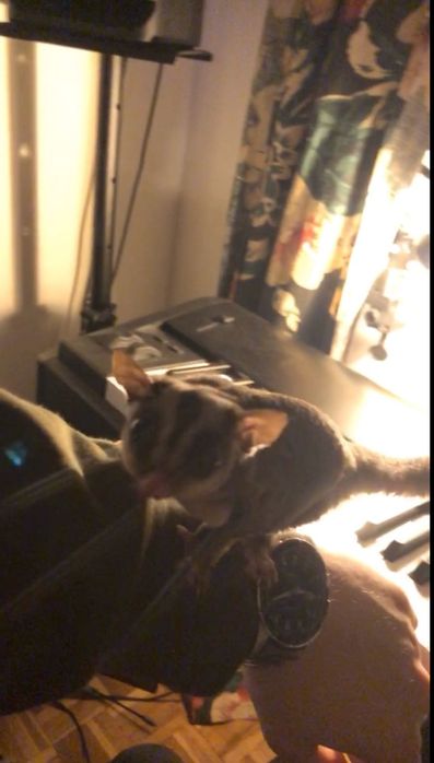 Młode Lotopałanki | Sugar Gliders