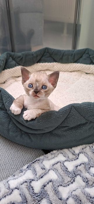 Łoki toki kocurek Devon Rex