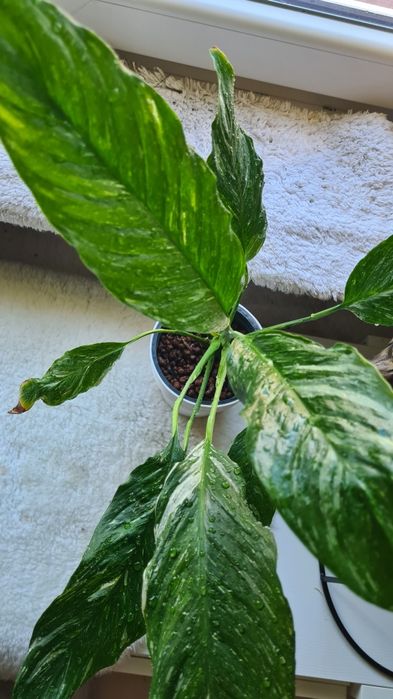 Skrzydłokwiat diamond variegata w semihydro, komplet doniczka oslonka