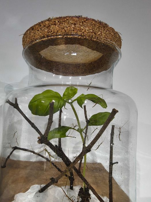 Patyczaki rogate Rybnik