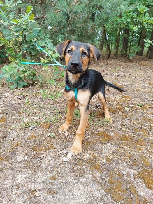 Maluszek do adopcji  mama waży  9 kg