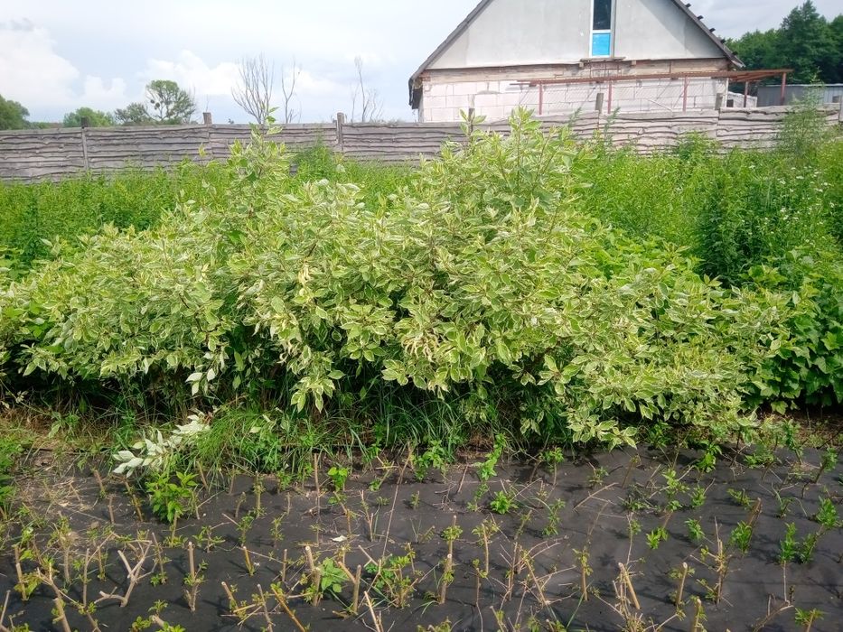 Дерен белый живая изгородь