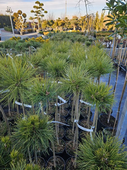 Jałowiec Skalny 120- 135 cm Blue Arrow.