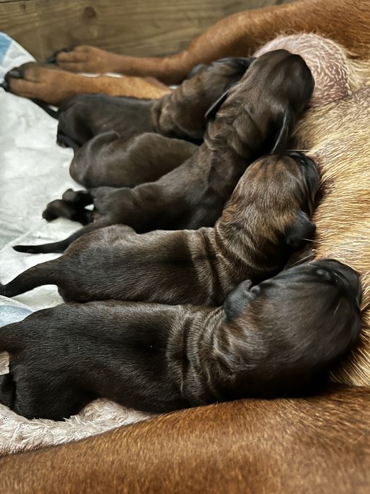 Szczenieta posokowca bawarskiego