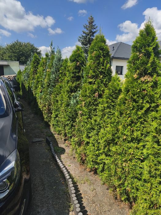 Tuje różne wymiary