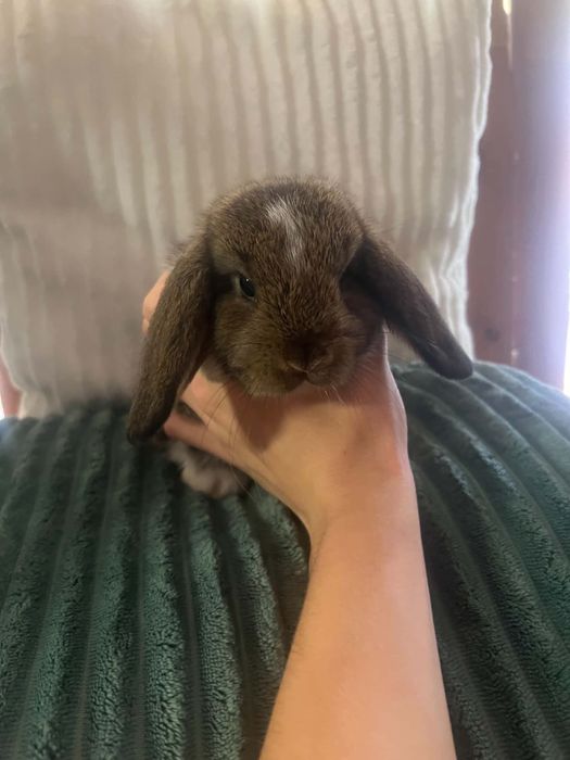 Króliczek Mini Lop