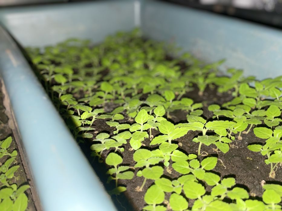 Павловния Войлочна уп 500шт розпродаж Насіння, Семена Павловнии