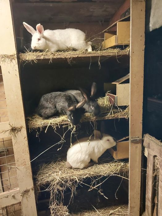 Sprzedam tuszki królicze