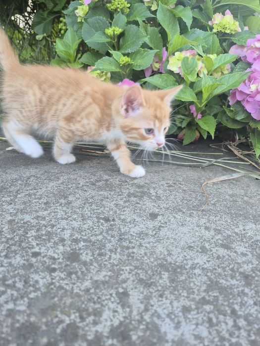Котик хлопчик 05.05.26