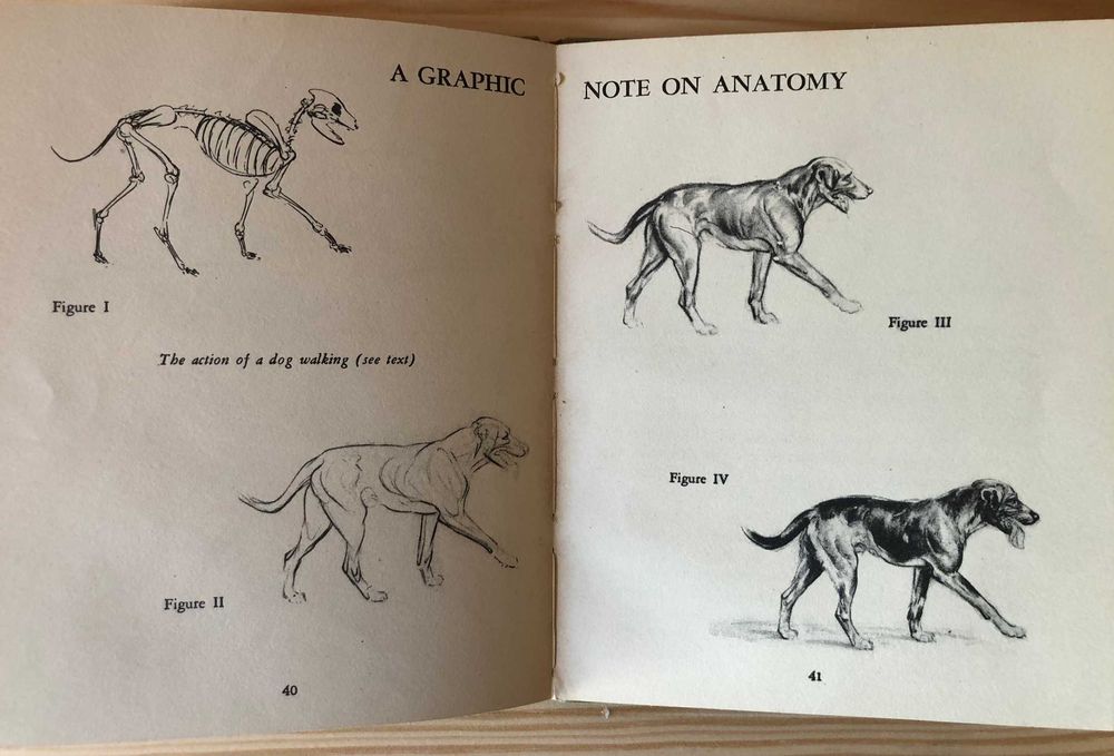 Drawing Dogs - Diana Thorne