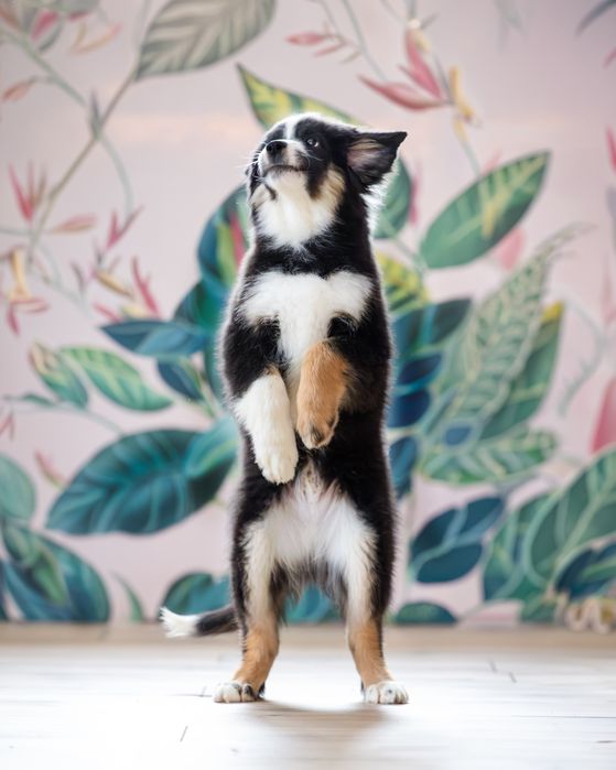 Мініатюрна американська вівчарка