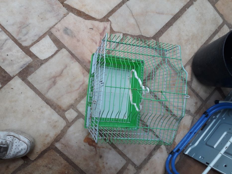 Gaiola colorida para passarinho feliz