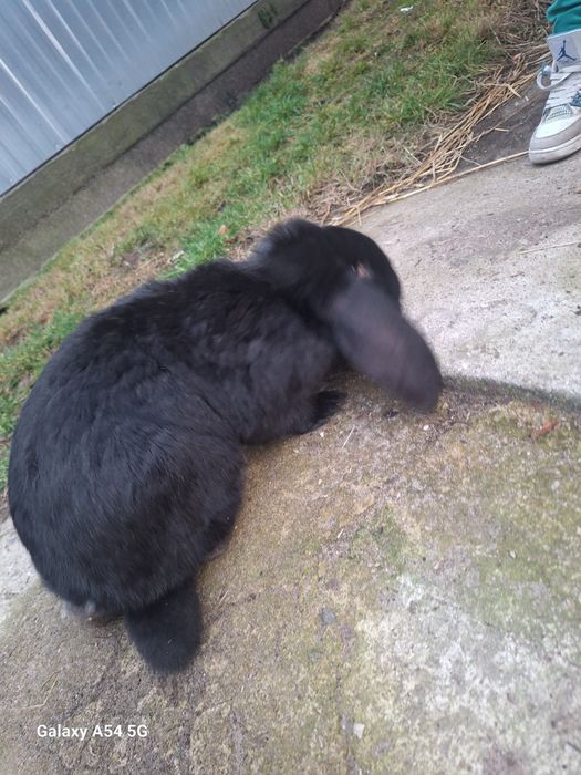 Krolik baranek samczyk