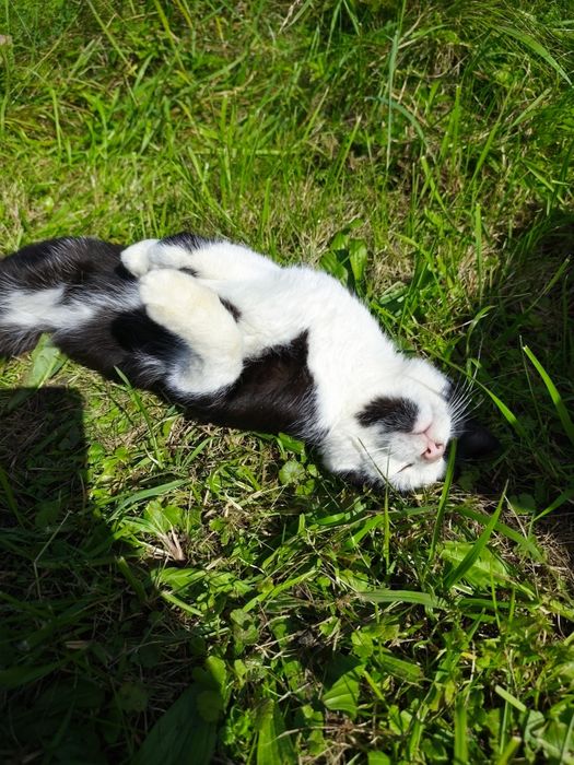 Kot szuka DOMU, Edzio kot w potrzebie szuka domu