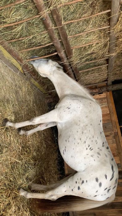 Klacz kuc feliński tarant