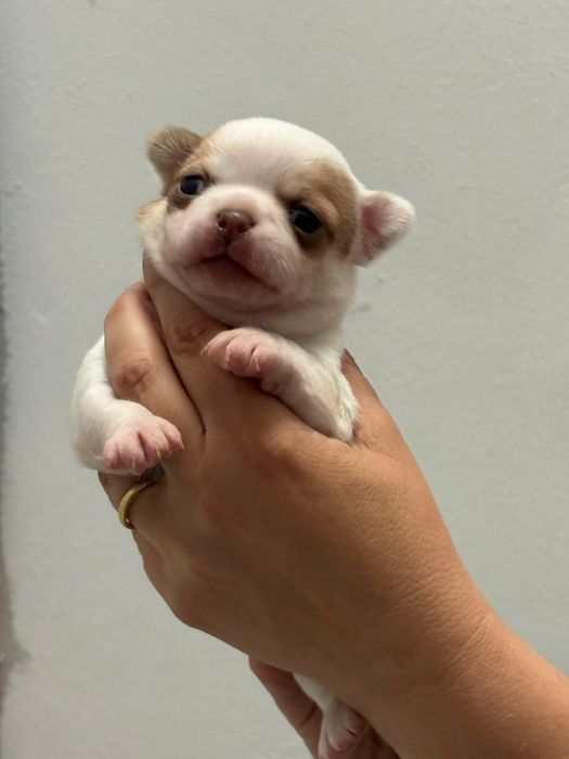 Śliczny malutki chihuahua