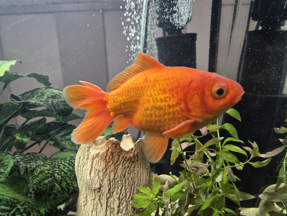 Золота рибка анцитрус раки платидорас агамікс