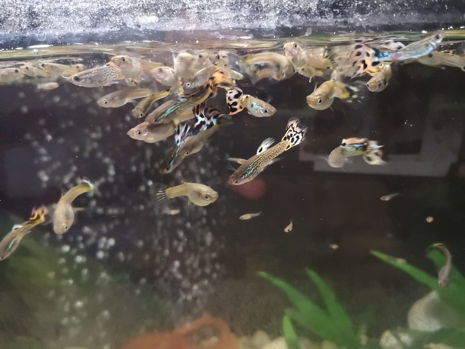Guppys em Linda-a-Velha