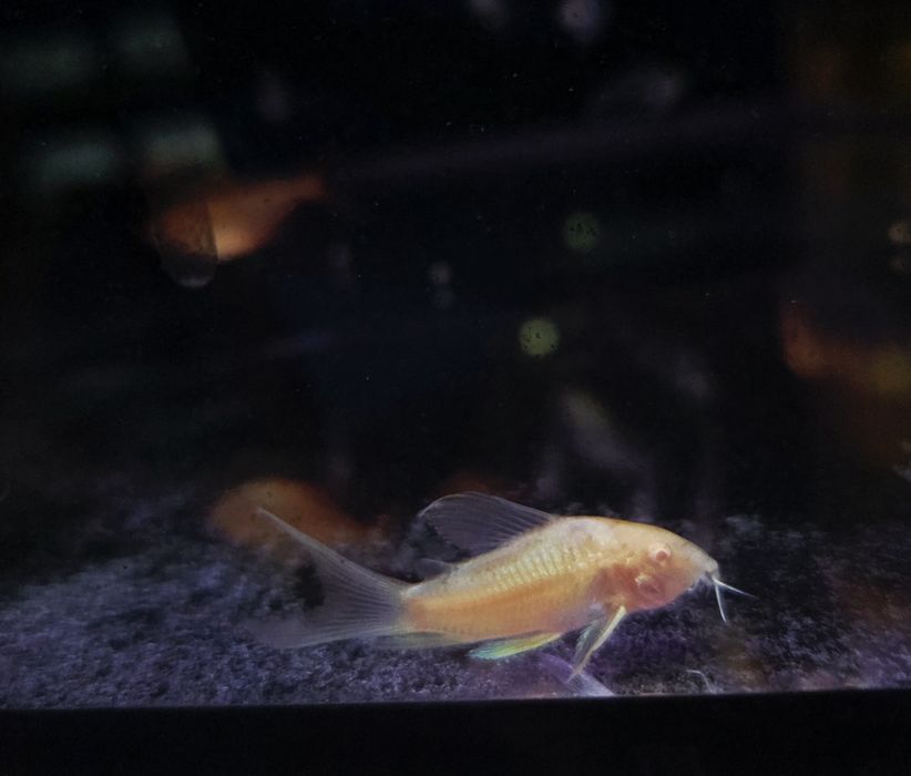 Kirysek spiżowy albino weloniasty