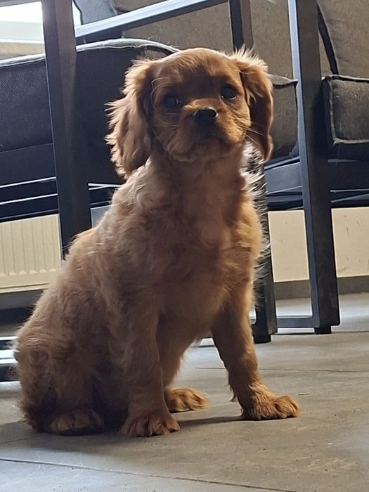 Cavalier King Charles spaniel piesek rubinowy