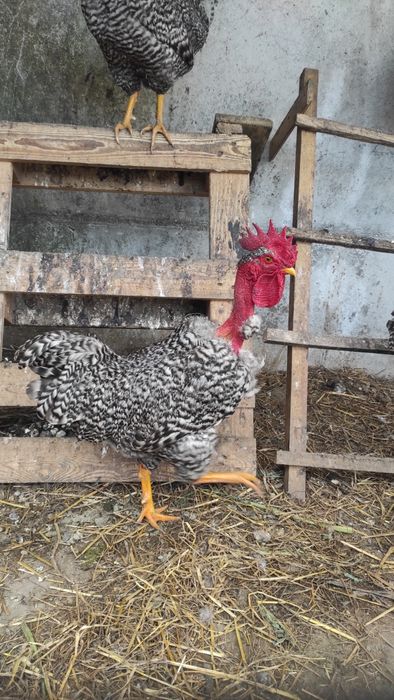 Ovos pedrês portuguesa para incubação - Dúzia 15€