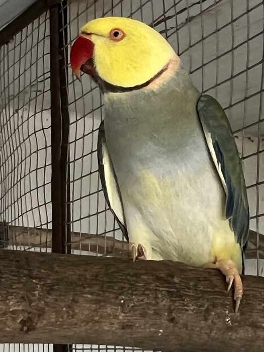 RING NECK BEBÉS 4 AVES