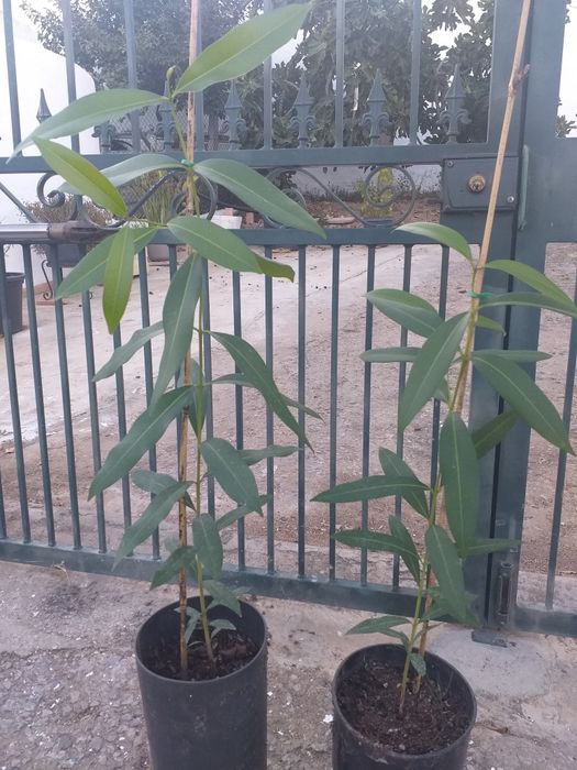 Jambolão (Syzygium cumini)