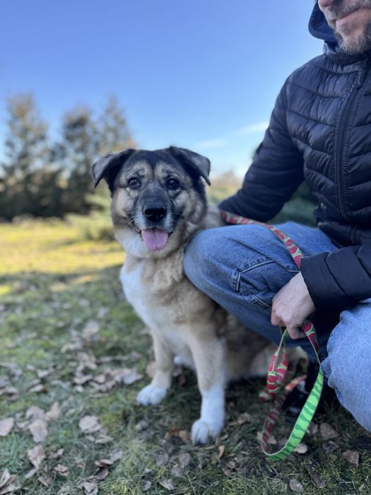 Bajla … tyle straconych lat. Ratunku! Adoptuj