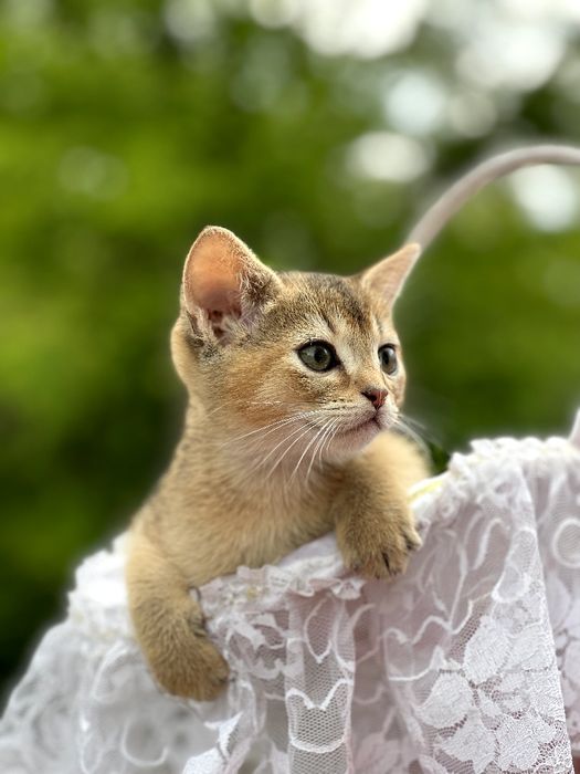 Чарівний абісінський хлопчик.Доставка за кордон.