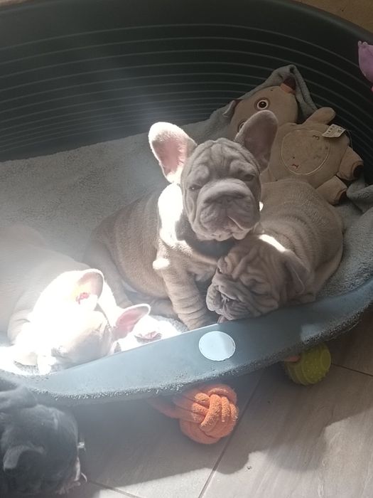 Дівчинка Мішель 3 місяці