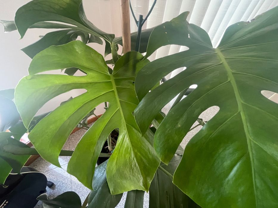 Monstera „Deliciosa“ Grande – Muito Saudável | 130 cm