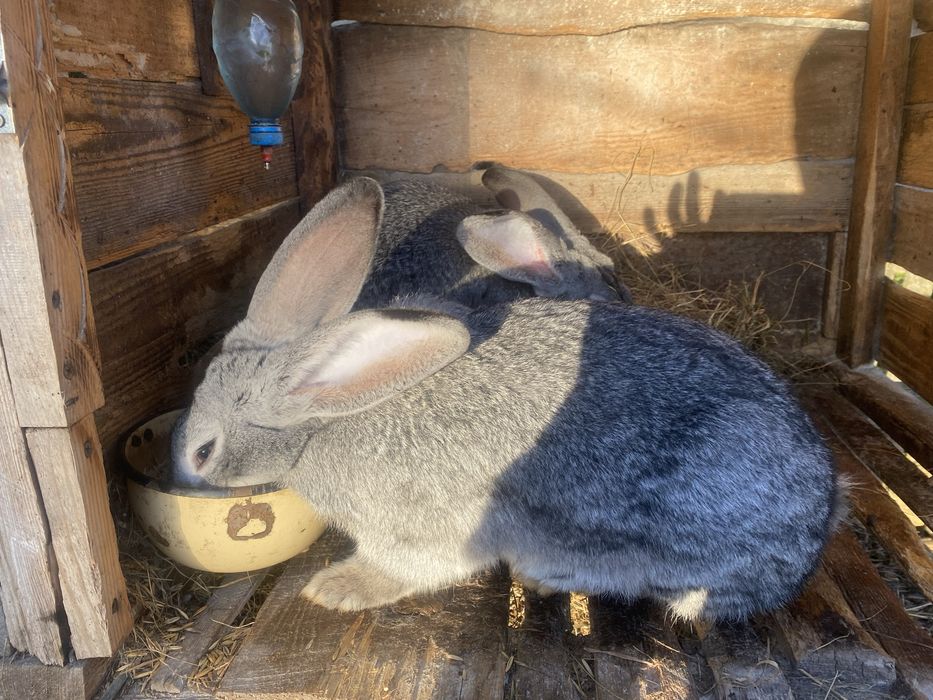 Продам кролів породи шиншила