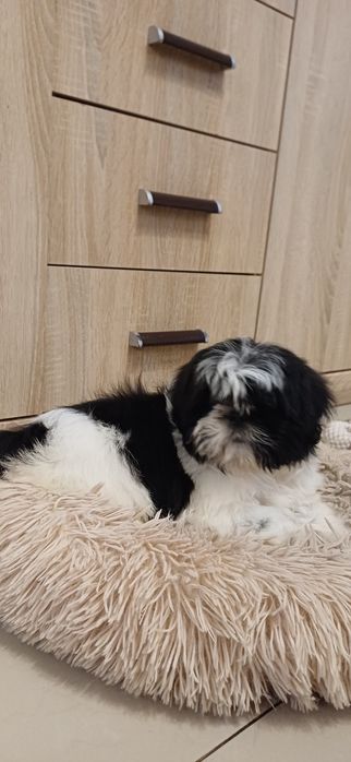 Sunia Shih-tzu gotowa do odbioru.