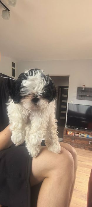 Szczeniak shih tzu