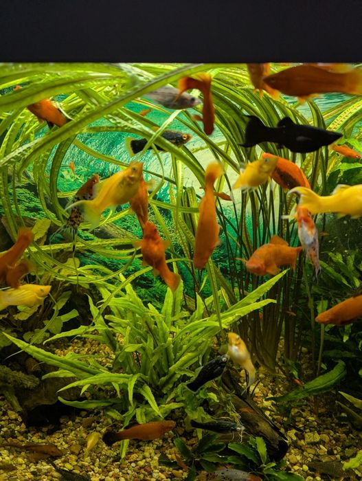 Mieczyki ryby akwariowe