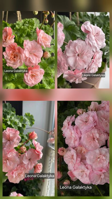 Pelargonia kolekcjonerska