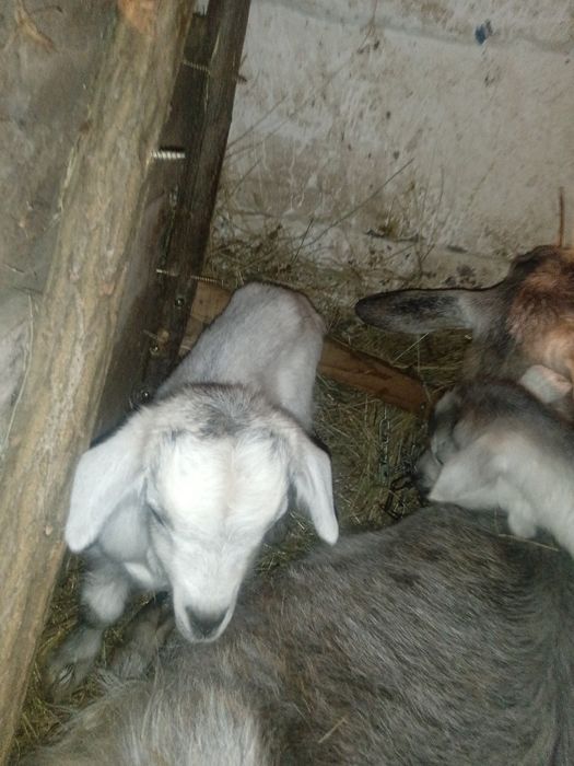 Продам.  Цапи Від Гарнойі кози