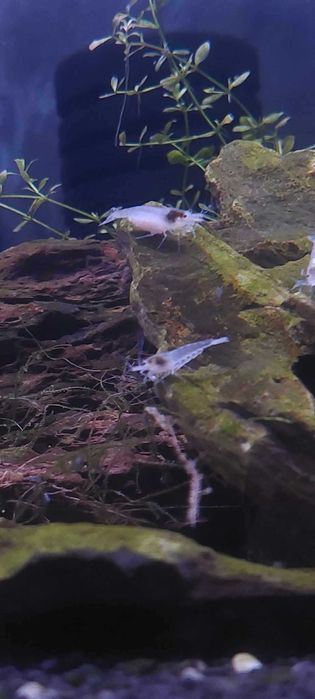 Krewetki Neocaridina White Pearl