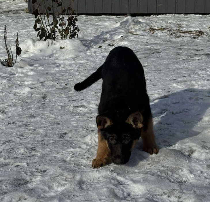Щенки Чистокровной Немецкой Овчарки Харьков Доставка
