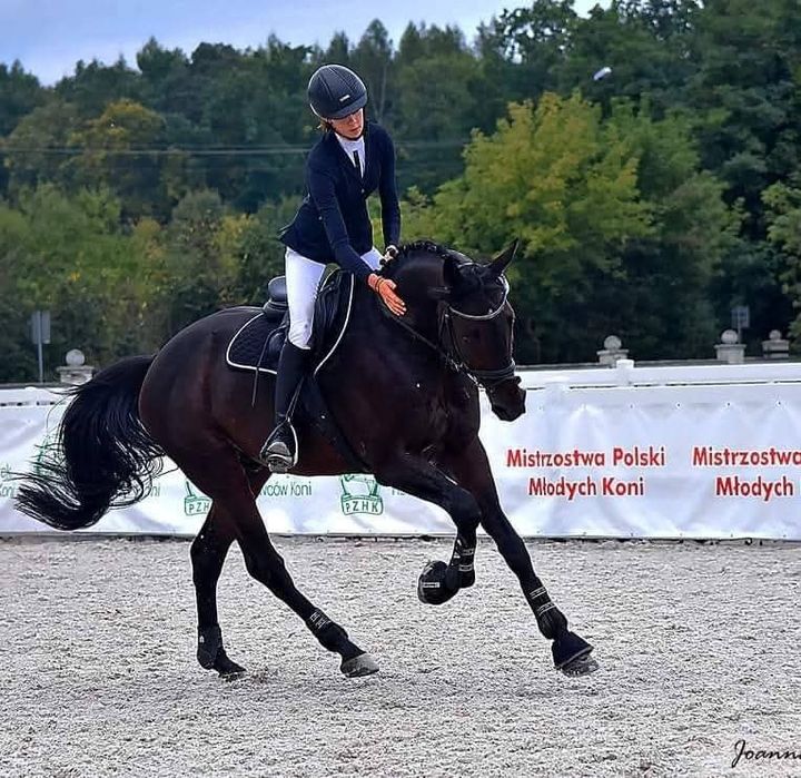 Stanówka Ogierem Małopolskim, Angloarabskimi, Huncwot