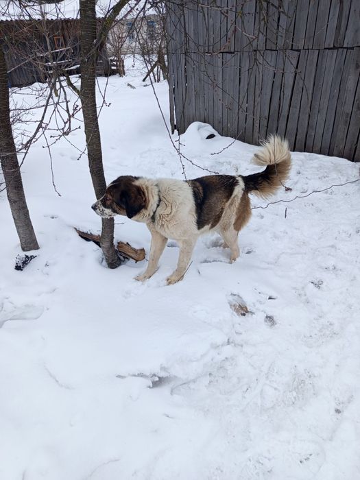 Продам кавказька вівчарка