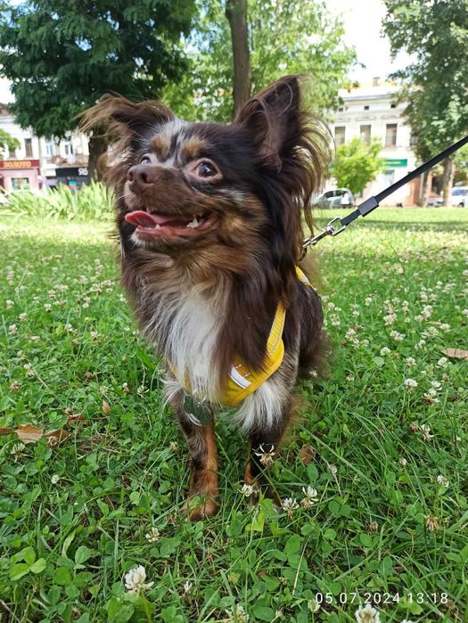 В'язка чіхуахуа шоколадного красунчика