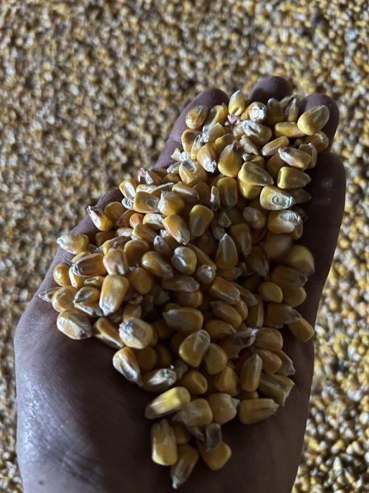 Кукурудза суха трішки з запахом 5тон