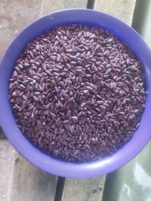 Обменяю семена подсолнуха