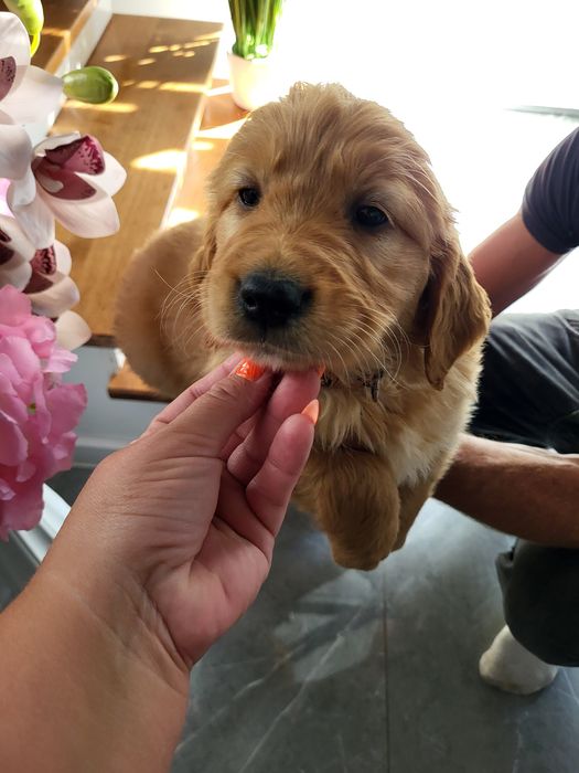 Golden Retriever ciemno złote  Badania genetyczne.
