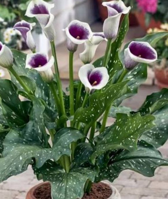 Продам клубни калли садової