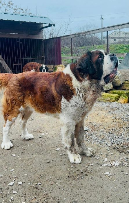 Сенбернар Одесса