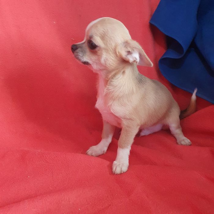 Мальчик для любви