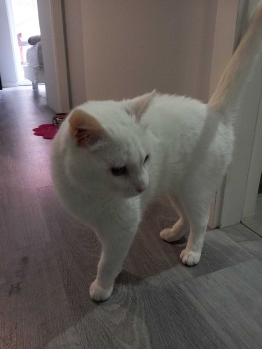 Gato para adoção responsável.